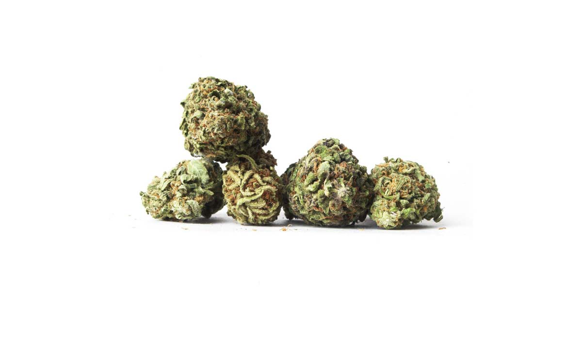 Moby Dick: Sorte, Aroma & THC Gehalt