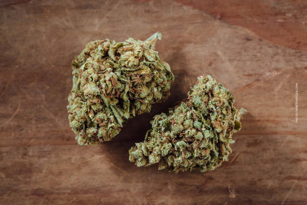 Rainmaker: Sorte, Aroma & THC Gehalt