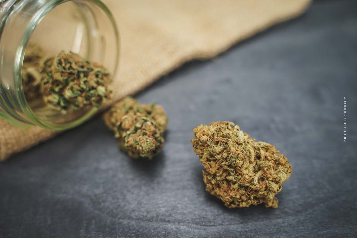 Gorilla Mints: Sorte, Aroma, Wirkung & THC Gehalt