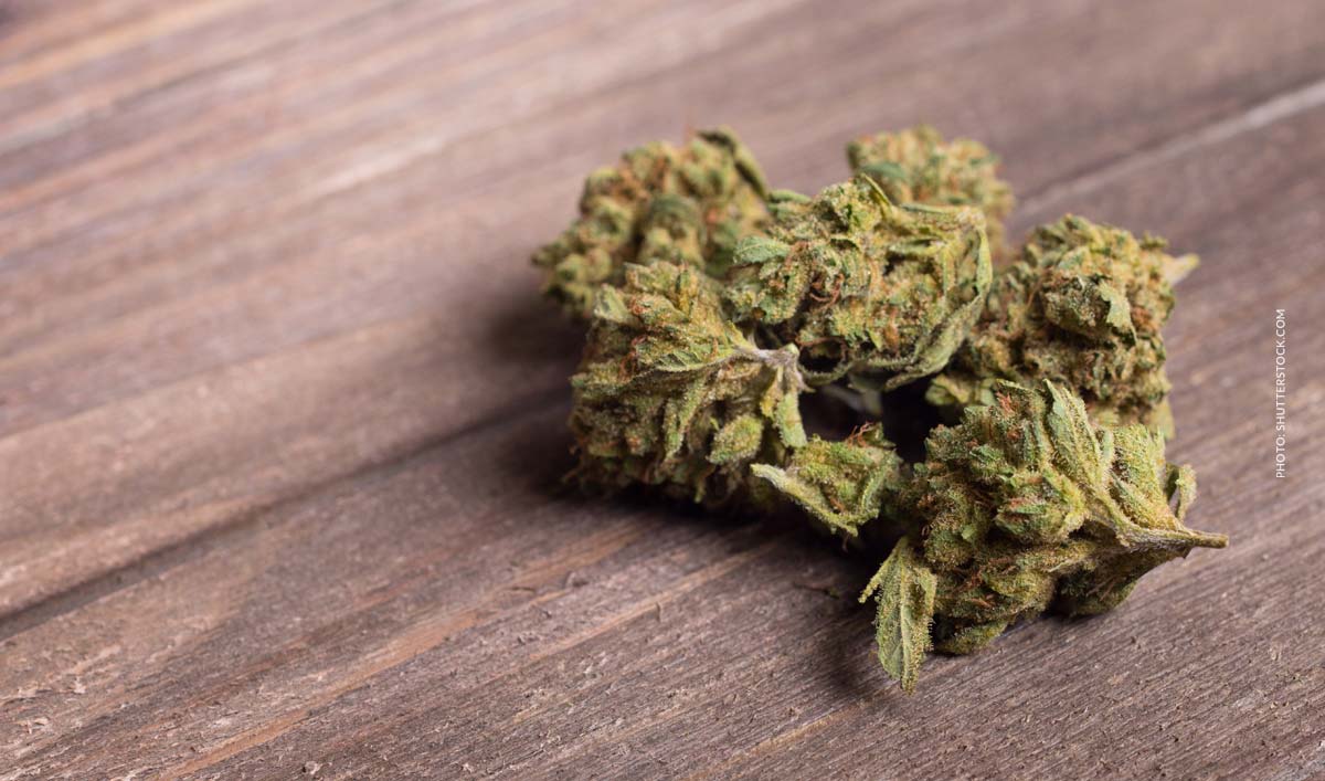Ocimen Cannabis Terpen: Aroma, Geschmack, Effekt & Wirkung