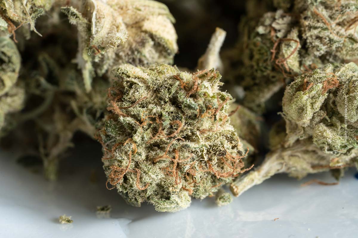 Biscotti: Sorte, Wirkung & THC Gehalt