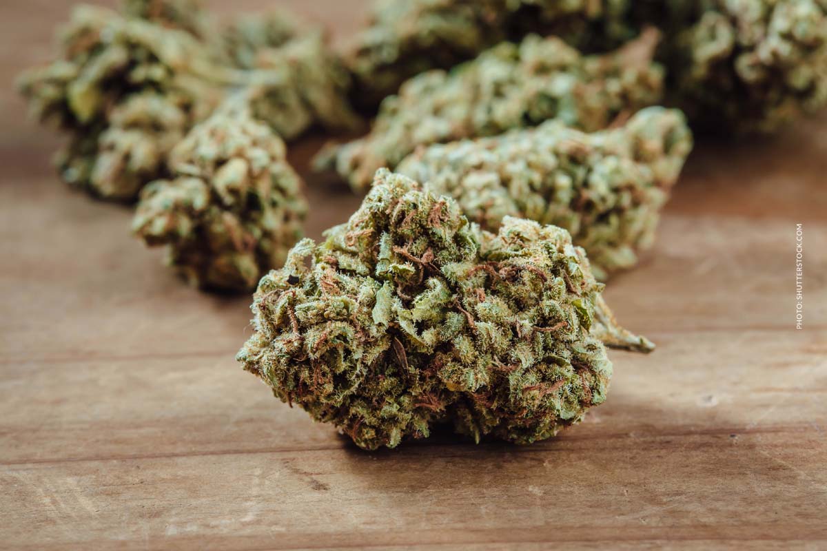 MAC (Miracle Alien Cookies): Sorte, Wirkung & THC Gehalt