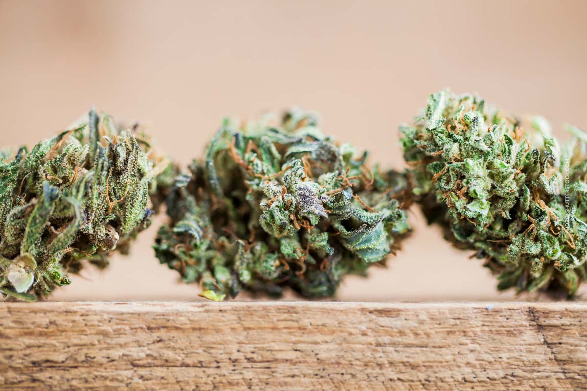 THC Bomb: Sorte, Aroma & THC Gehalt