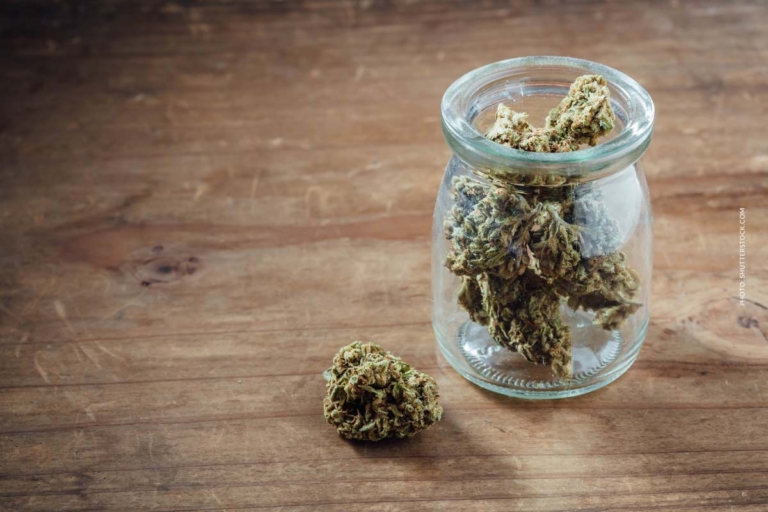 Gorilla Zkittlez: Sorte, Aroma, Wirkung & THC Gehalt
