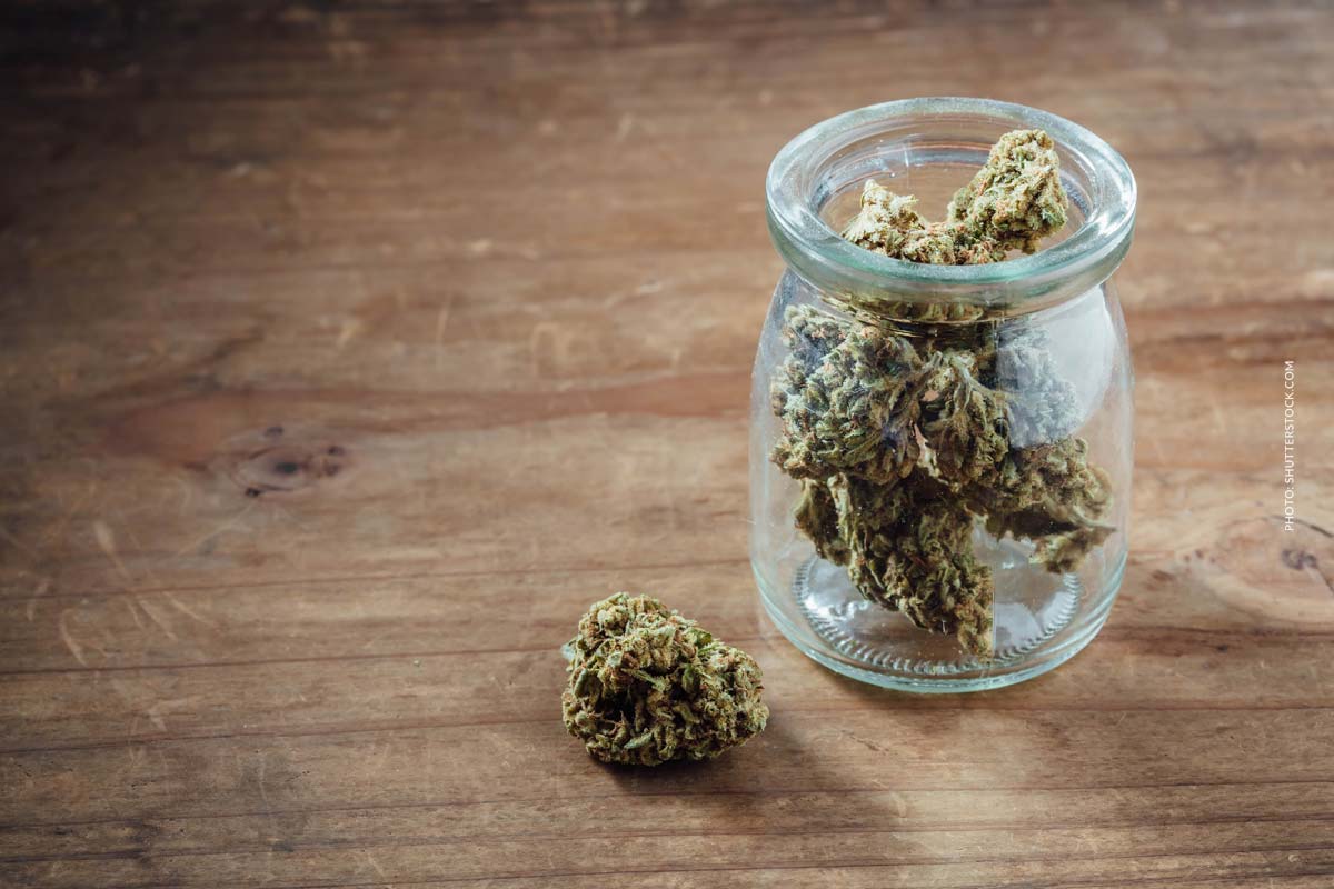 Bruce Banner: Sorte, Aroma & THC Gehalt