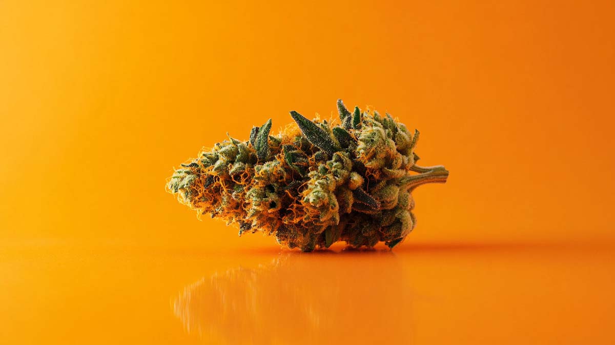 Cannabis Patches (Pflaster): Anwendung, Wirkung, Vorteile & Dosierung