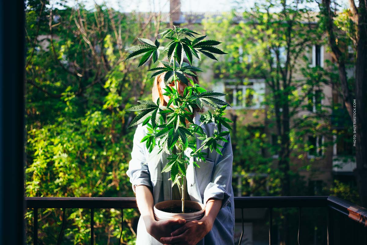 Cannabis Teststreifen: Analyse, Sicherheit, Richtlinien & Selbsttest