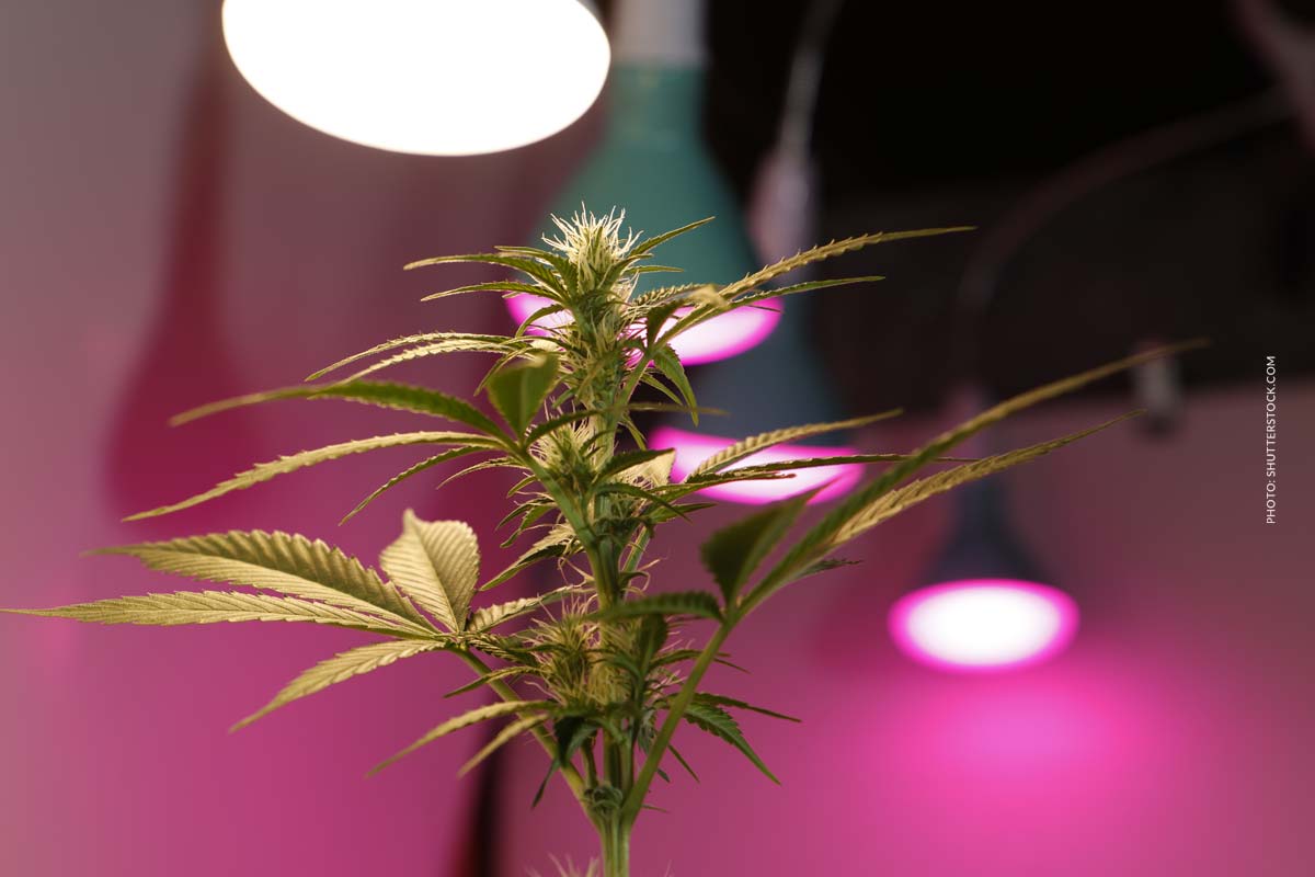 Cannabis rauchen und Lunge: Gesundheit, Risiken & Forschung