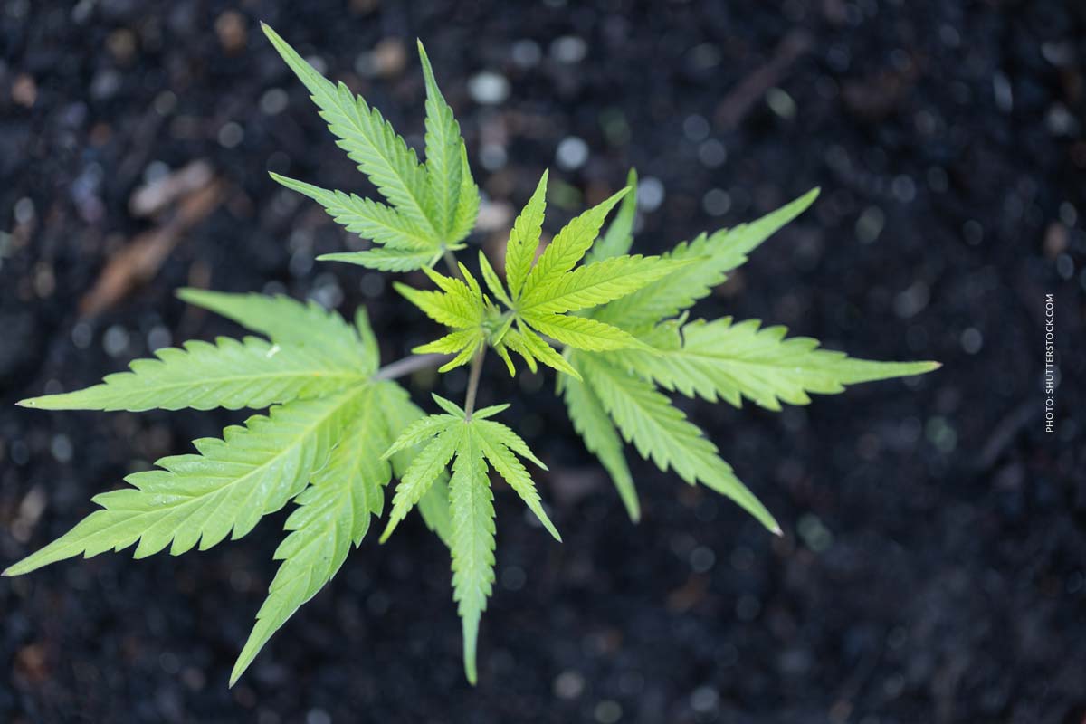 Cannabis Patient werden: Antrag, Therapie & Richtlinien