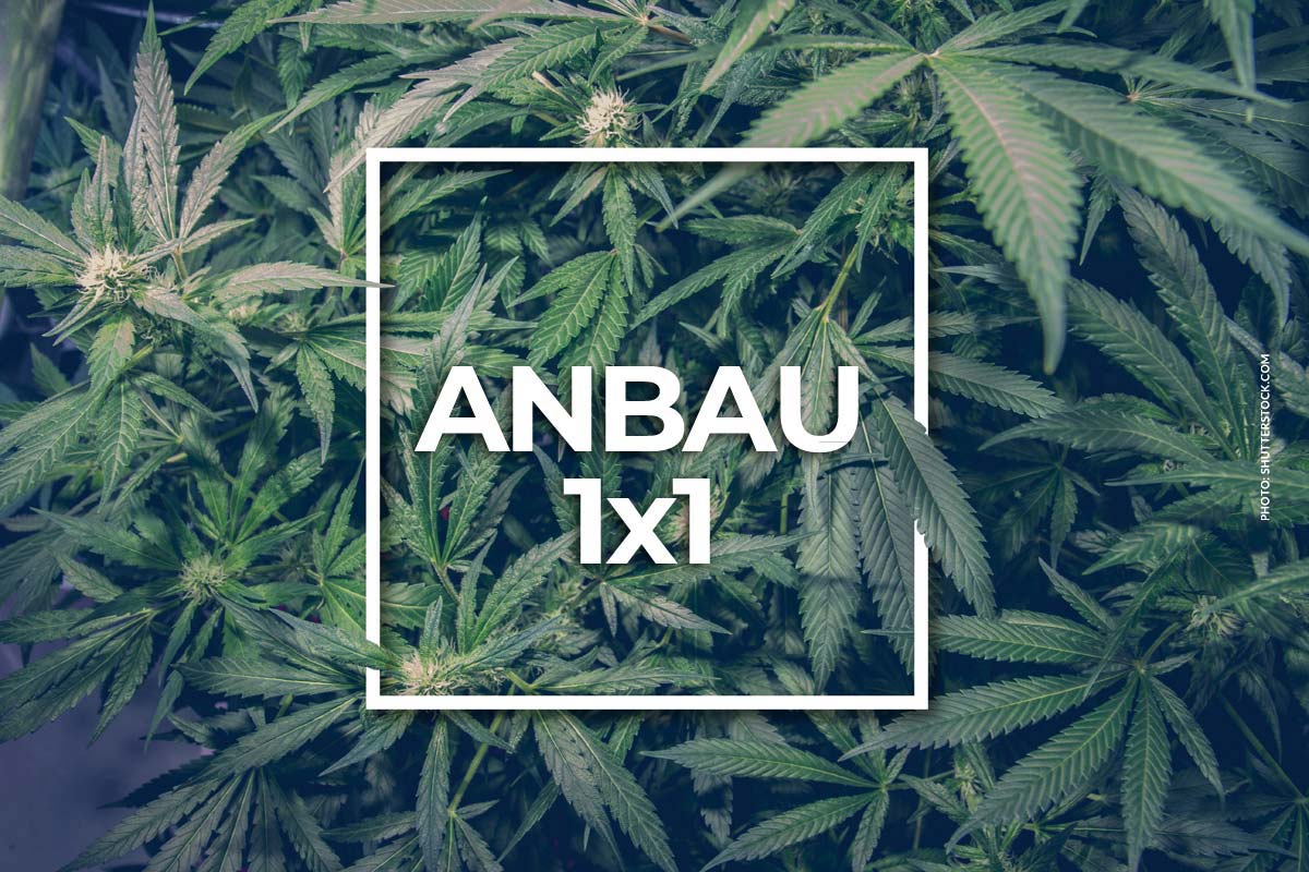 Cannabis Anbau: Das 1×1 für selbst anbauen für Zuhause