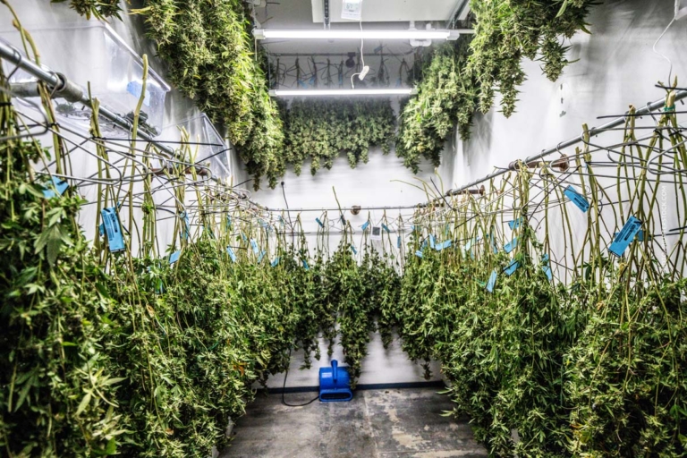 Cannabis Rock Festivals: Veranstaltung, Musik & Kultur