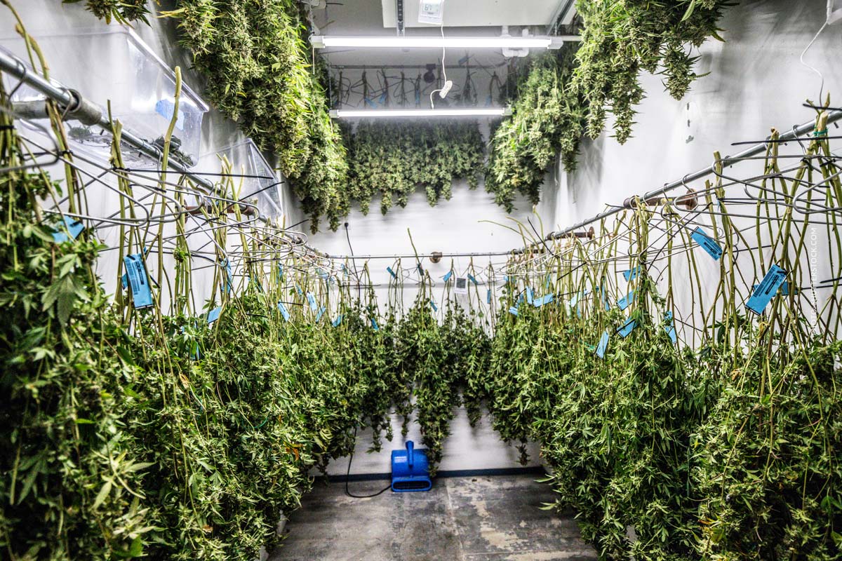 THC Schnelltest: Anwendung, Ergebnis & Sicherheit