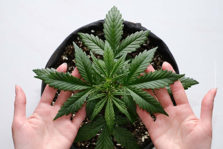 Cannabis Aufbewahrung: Tipps, Methoden, Haltbarkeit & Sicherheit