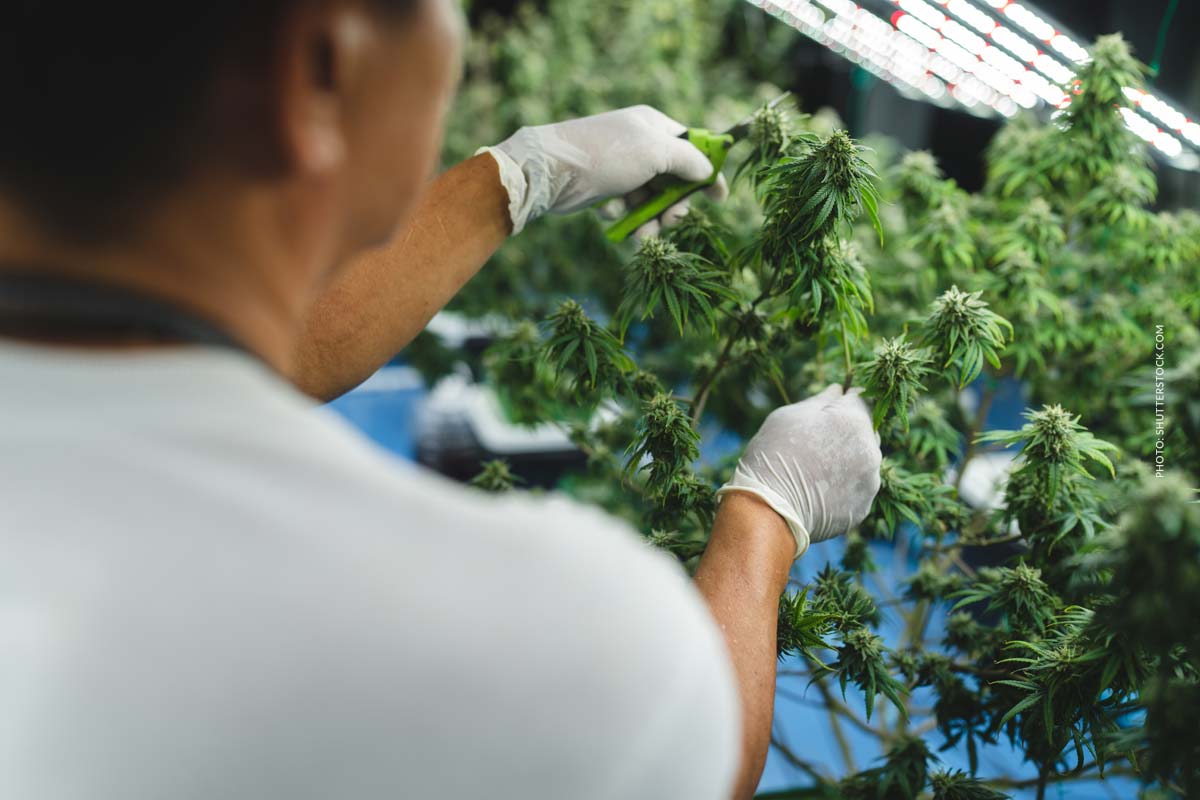 Cannabis in Malta: Gesetz, Medizin, Freizeit & Anbau für Privatpersonen