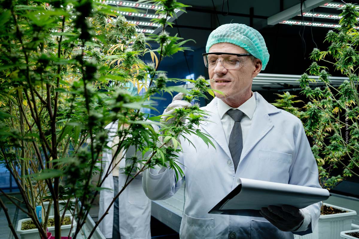 Seth Rogen: Hollywoods Cannabis-Botschafter + seine Marke ‚Houseplant‘