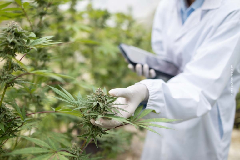 Cannabis Terpene: Duft, Analyse & Nutzen