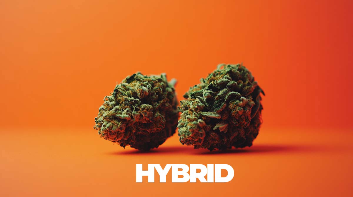 Bubble Gum: Sorte, Aroma & THC Gehalt
