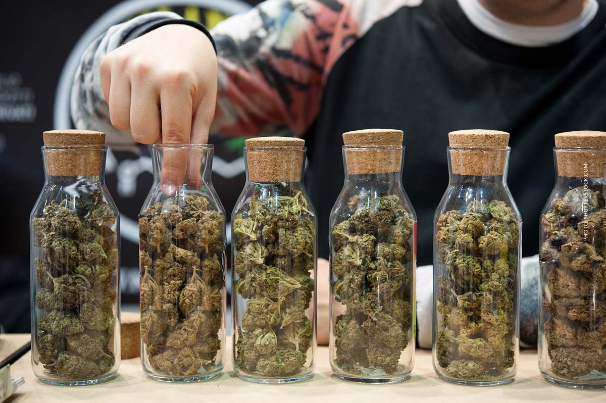 Banana Kush: Sorte, Aroma & THC Gehalt
