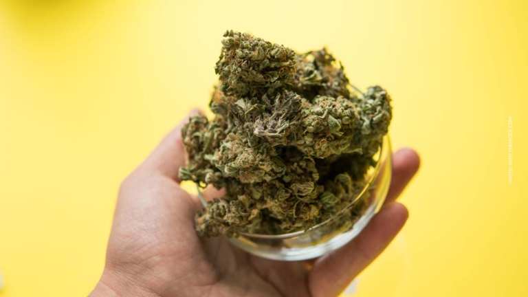 Wie entstehen Cannabissorten? ZenLabs, Genetik, Kreuzung, Züchtung – Making Of Pink Kush