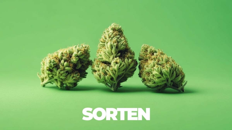 Sativa Dream: Sorte, Wirkung & THC Gehalt