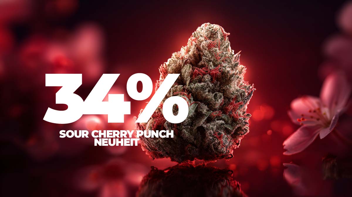 Cherry Cookies: Sorte, Wirkung & THC Gehalt