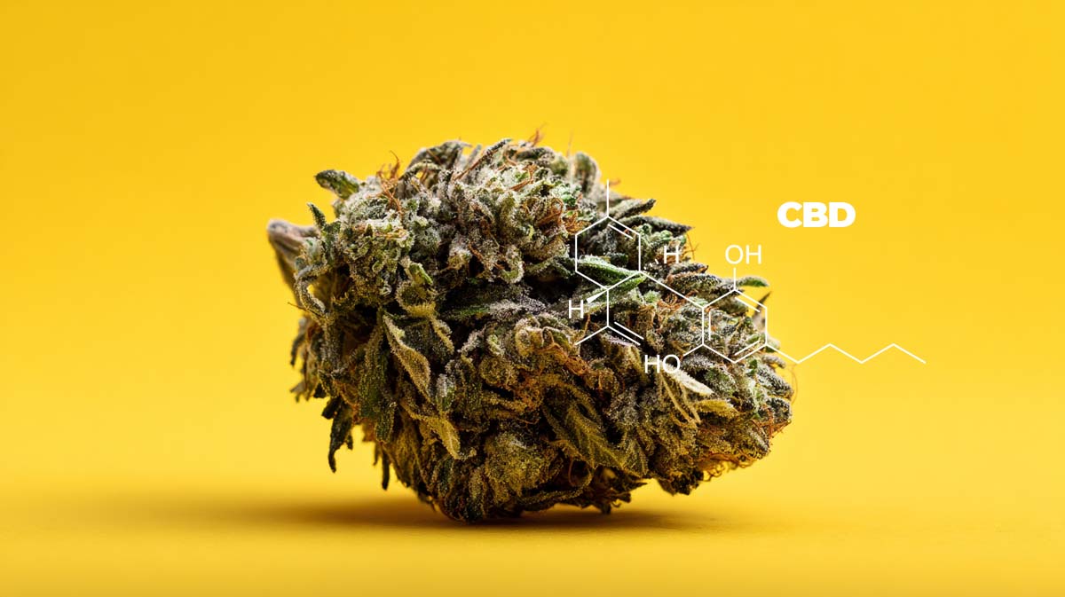 Demecan Sativex Alternative Sorte: Sorte, Wirkung & THC Gehalt