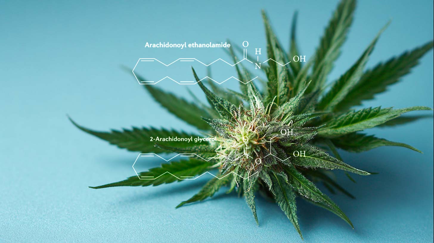 Cannabis bei Glaukom: Behandlung, Nutzen & Forschung