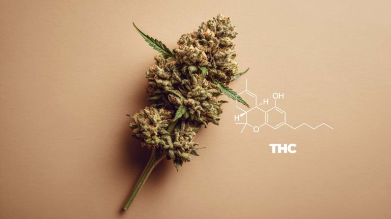 THC und CBD: Wirkung, Anwendung & Recht