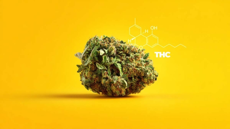 Four 20 Pharma CBD Sorte T1 C8: Wirkung, Anwendung, Erfahrung & Anbau