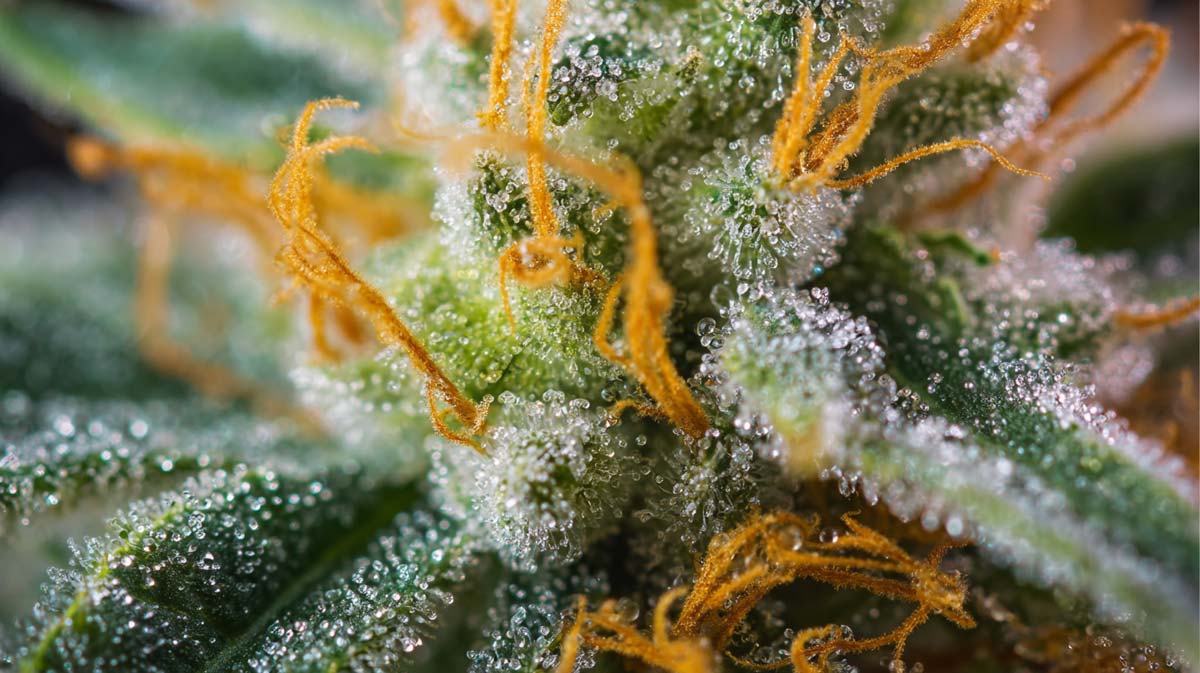 Zum ersten Mal Cannabis: Wirkung, Risiken, Richtlinien & Legalisierung