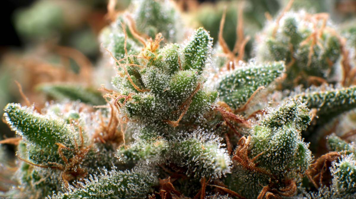 Cannabis bei HIV/AIDS: Linderung, Behandlung, Forschung & Patientenerfahrungen