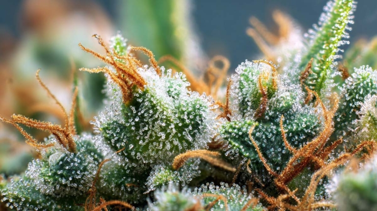 Moonshine Haze: Sorte, Wirkung & THC Gehalt