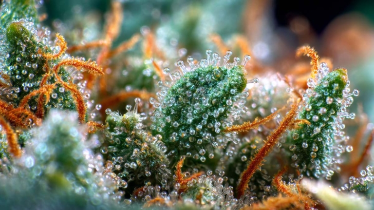 Purple Glue: Sorte, Wirkung & THC Gehalt