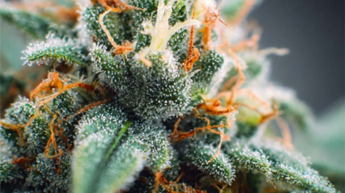 Δ10-THC Cannabis: Wirkung, Effekt, Blüten, Rezept & Shop – Delta-10-Tetrahydrocannabinol