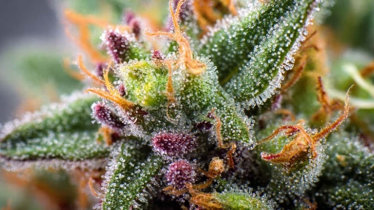 Weed ernten: Anbau, Pflege & Anleitung