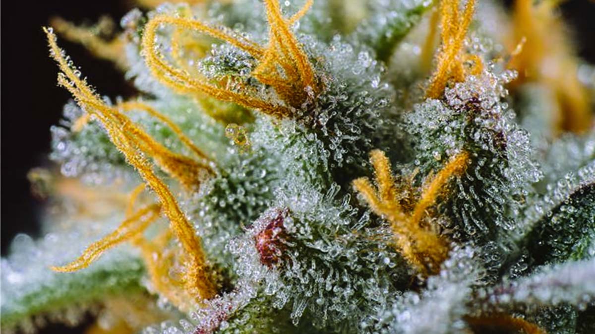Cannabis bei Palliativversorgung: Linderung, Behandlung & Begleitung