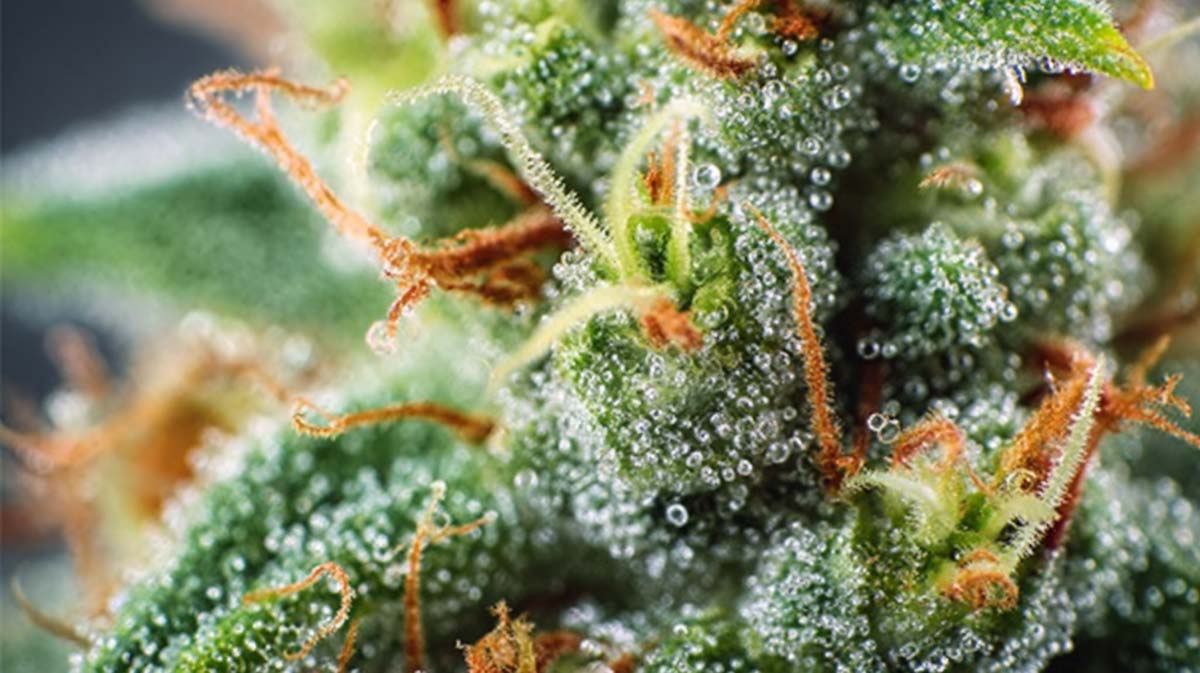 THCV Cannabis: Wirkung, Effekt, Blüten, Rezept & Shop – Tetrahydrocannabivarin