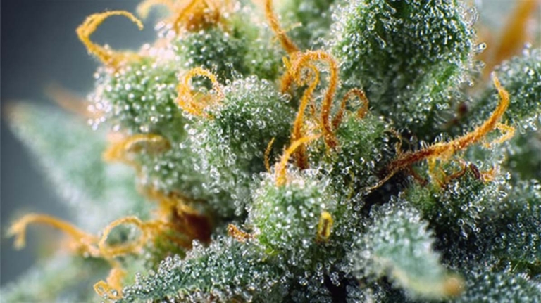 Cannabis Terpene: Aromen, Effekte, Analyse & Gesundheitliche Vorteile