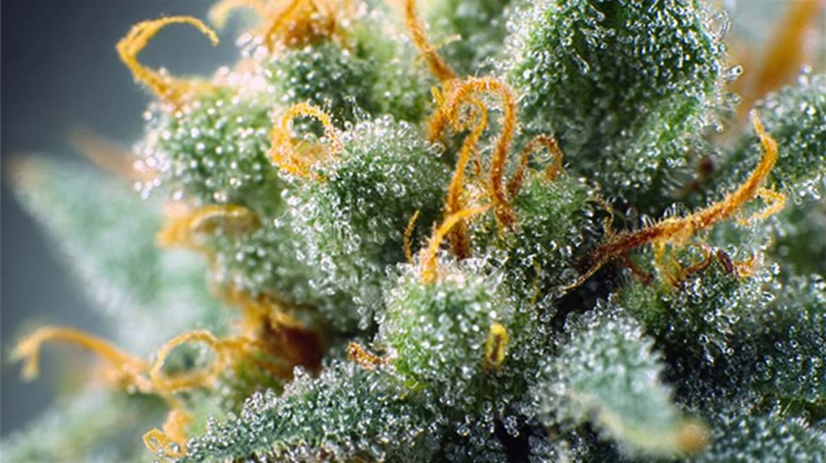Cannabis in Nepal und Indien: Gesetz, Kultur & Potenzial