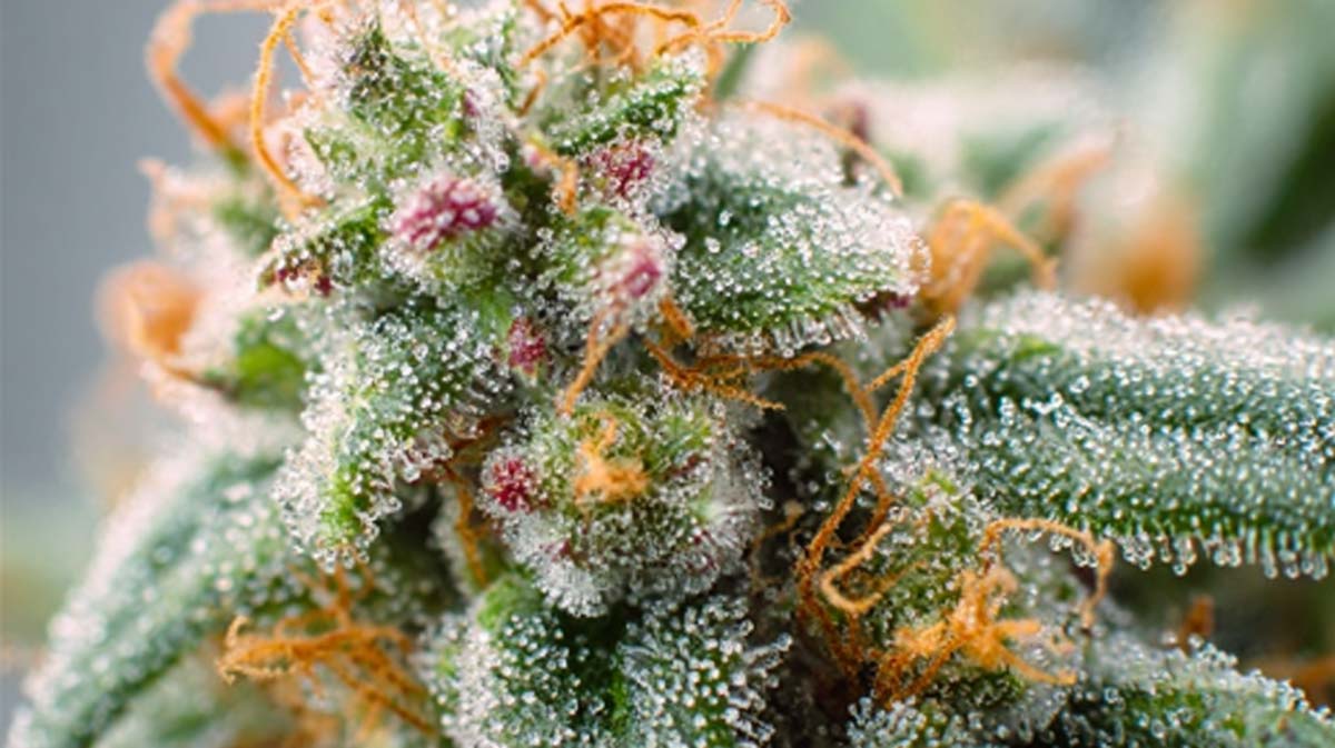 CBD bei R&uuml;ckenschmerzen: Linderung, Anwendung & Erfahrung