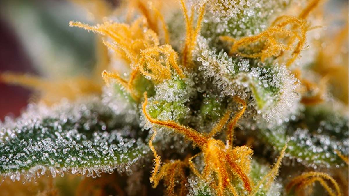 Eukalyptol Cannabis Terpen: Aroma, Geschmack, Effekt & Wirkung