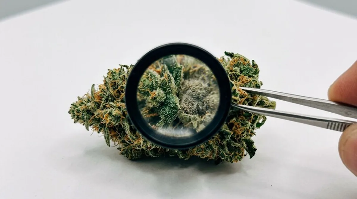 THC Nachweisbarkeit Haare: Analyse, Dauer & Grenzen